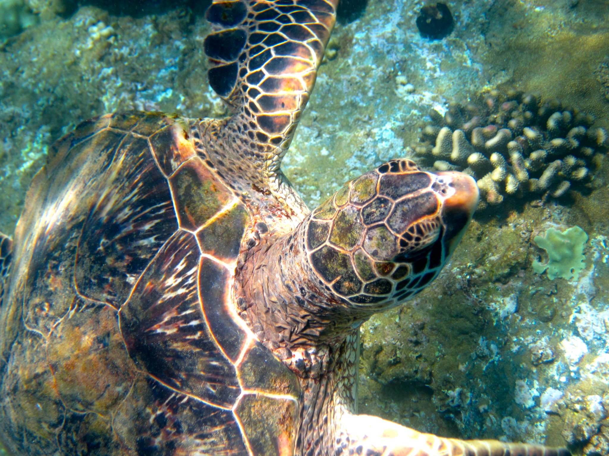 Turtle swimming on the reef off maui